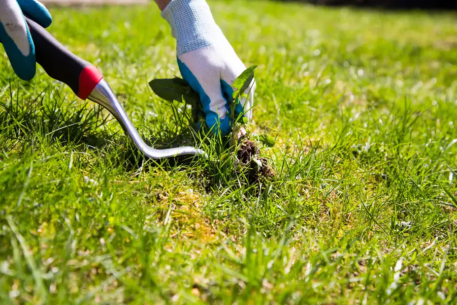 Weed Control Service